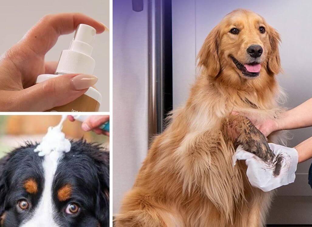 sniff-sniff-how-to-make-your-dog-smell-good-without-a-bath