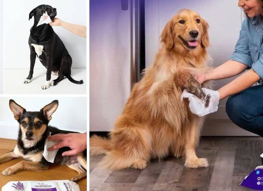 The 5 Best Dog Wipes Clean Up Your Dog The Easy Way   Best Dog Wipes 